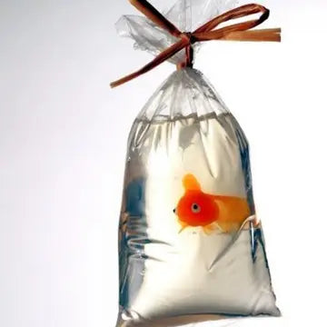 fish in a bag
